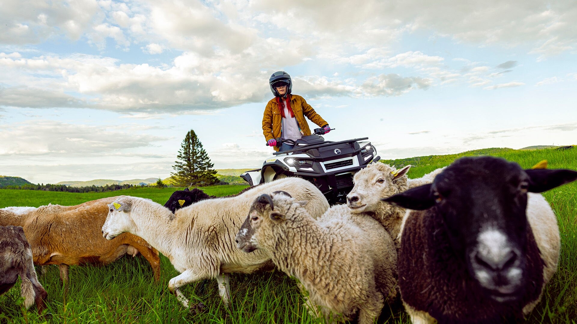 Farmer riding a Can-Am Outlander Electric hearding sheep